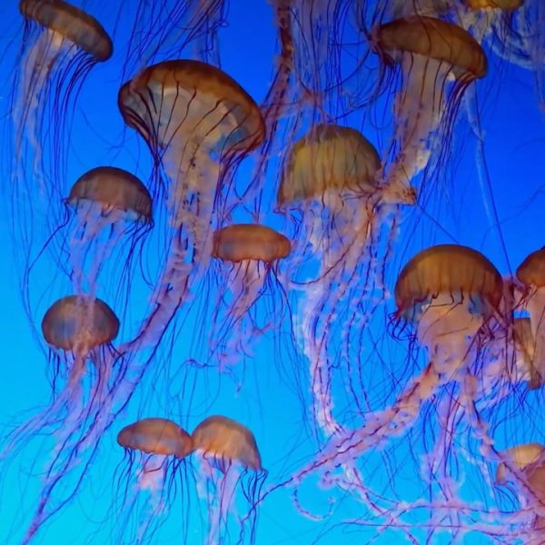 Jellyfish 101